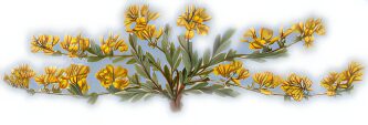 Plantagenista